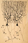Purkinje Cells drawn by Cajal
